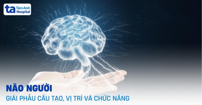 Hình ảnh minh họa quá trình nhận thức và hoạt động của bộ não